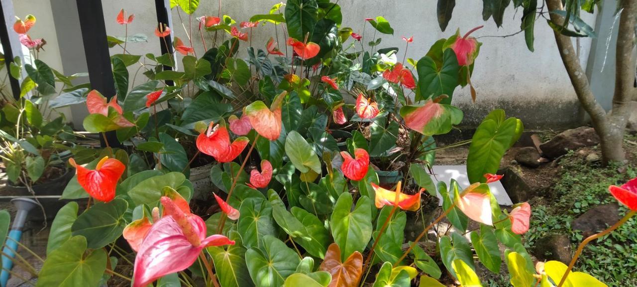 Healand Holiday Bungalow And Restaurant Денияйя Экстерьер фото